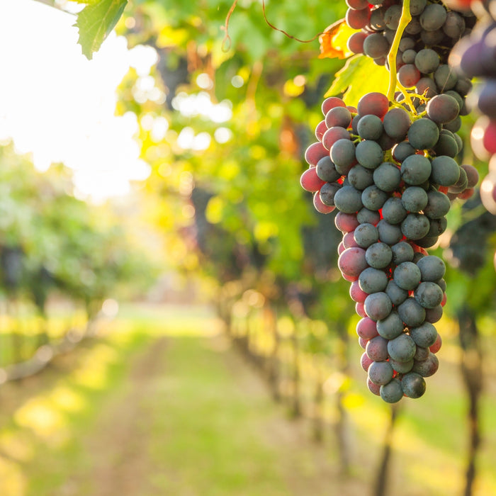 Meet our Producers: Le Vieux Pin